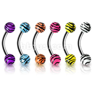316L Surgical Steel Eyebrow Curve with 4mm Tiger Print UV Balls